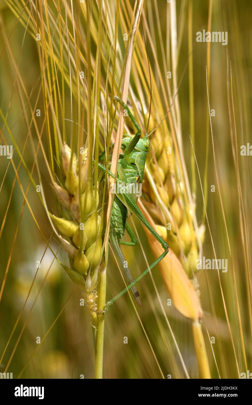 Große grüne Buschkrille, grüne Buschkrille (Tettigonia viridissima), sitzt am Ohr der Gerste, Seitenansicht, Deutschland, Nordrhein-Westfalen, Stockfoto