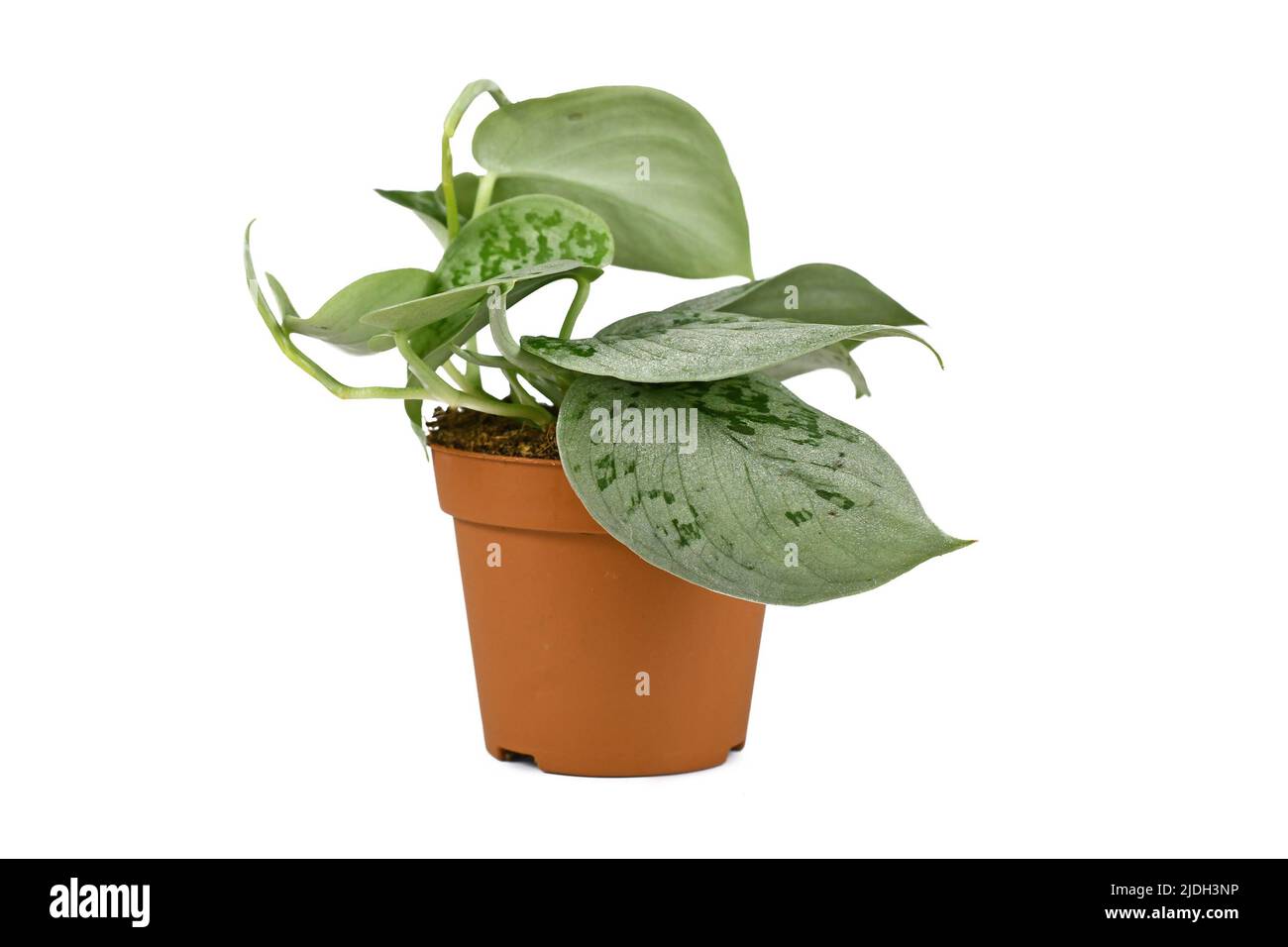 Kleine exotische 'Scindapsus Pictus silvery Ann' Zimmerpflanze in Topf auf weißem Hintergrund Stockfoto