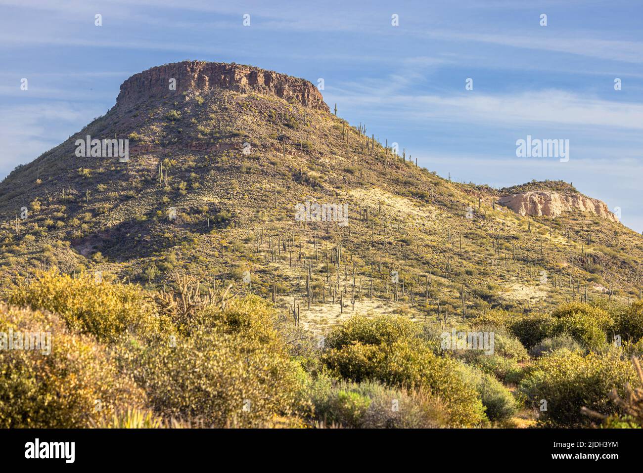 saguaro Kaktus (Carnegiea gigantea, Cereus giganteus), auf Brown's Mountain, USA, Arizona Stockfoto