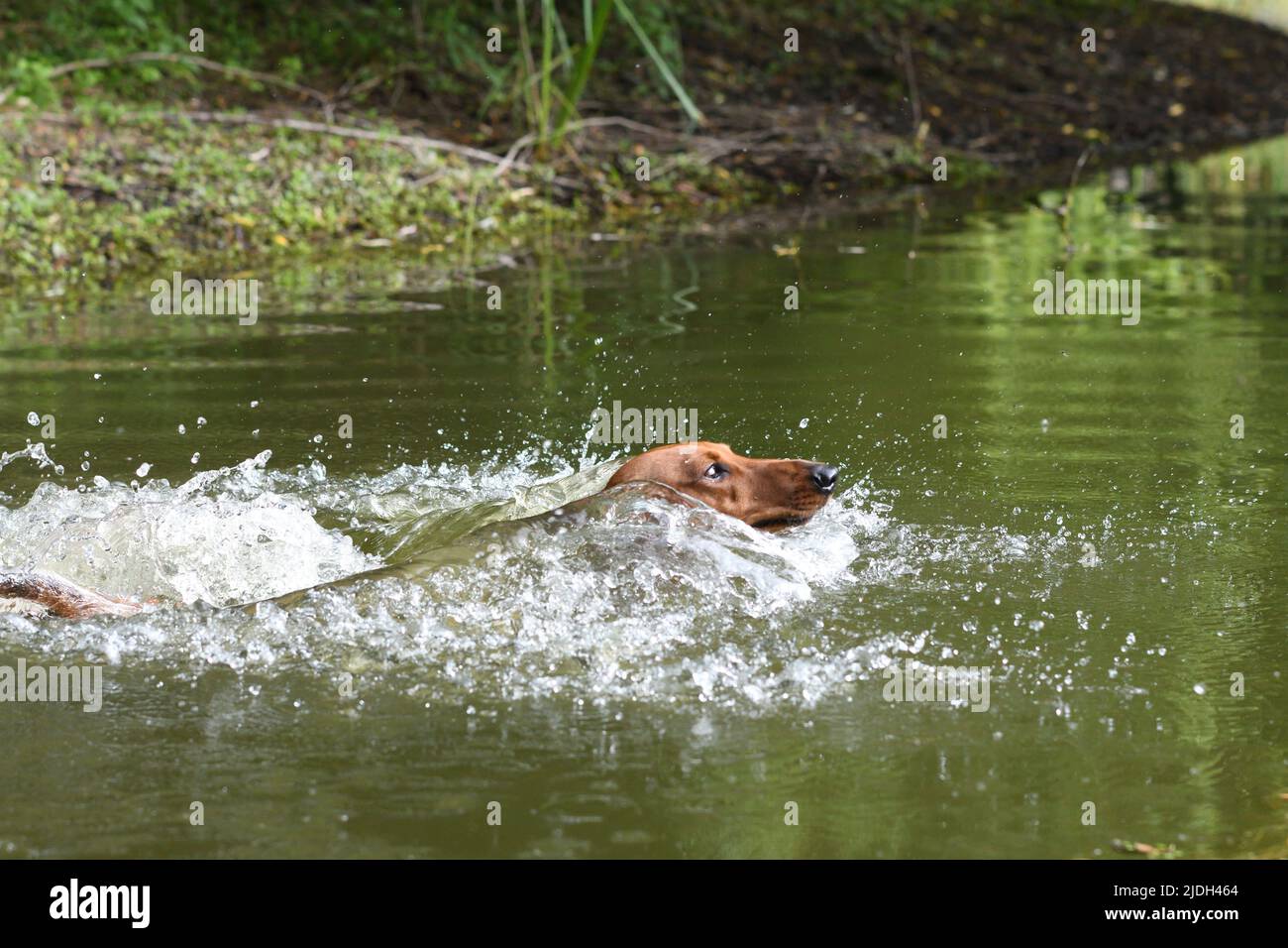 Kurzhaariger Dachshund, kurzhaariger Wursthund, Haushund (Canis lupus f. familiaris), Baden im Teich, Deutschland, Nordrhein-Westfalen Stockfoto
