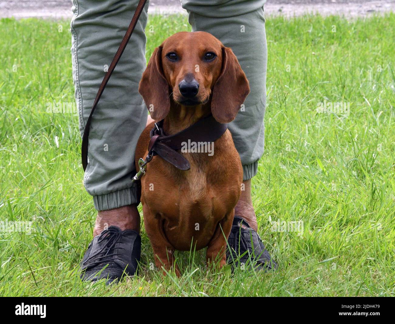 Kurzhaariger Dachshund, kurzhaariger Wursthund, Haushund (Canis lupus f. familiaris), der gehorsam mit seiner Geliebten, Deutschland, Nord sitzt Stockfoto