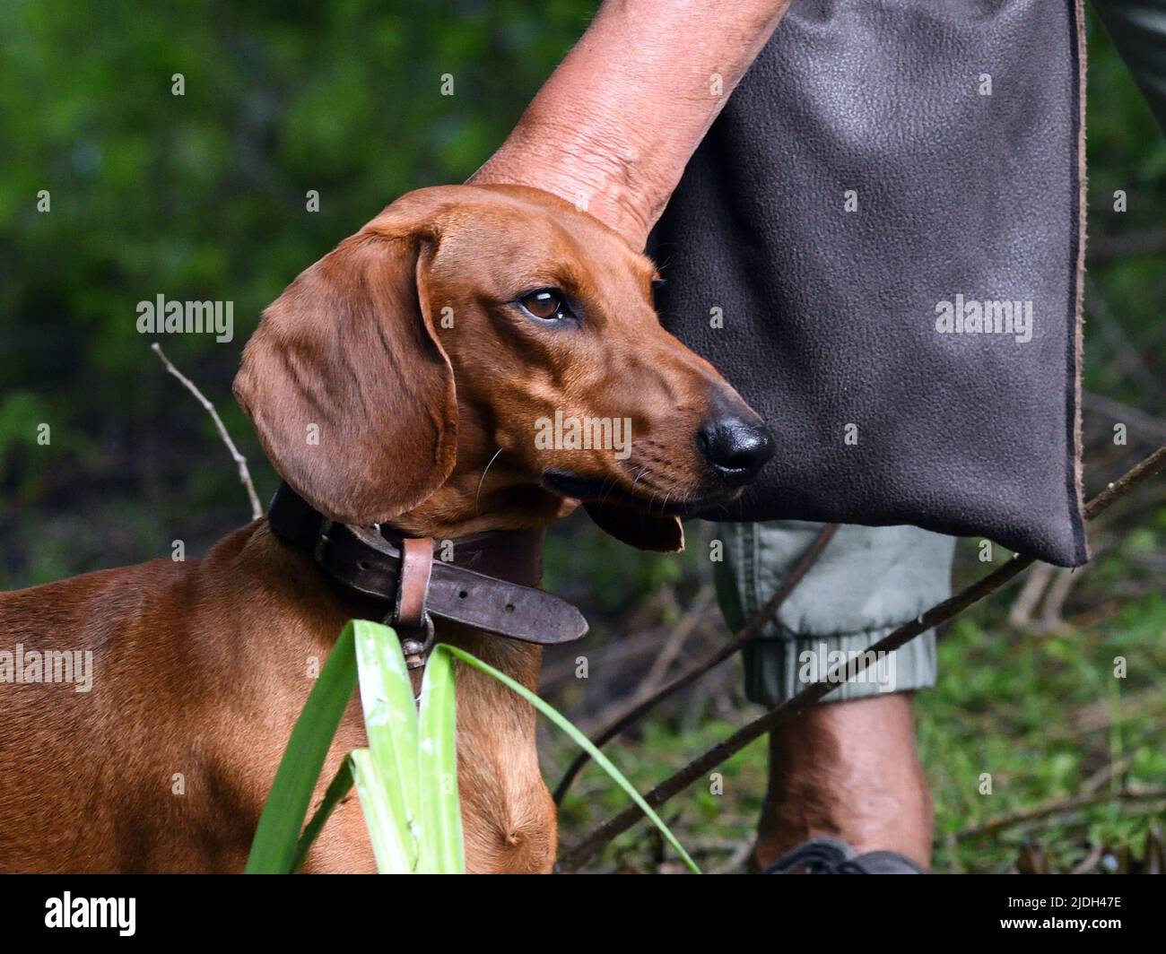 Kurzhaariger Dachshund, kurzhaariger Wursthund, Haushund (Canis lupus f. familiaris), aufmerksam zuschauen, Deutschland, Nordrhein-Westfalen Stockfoto