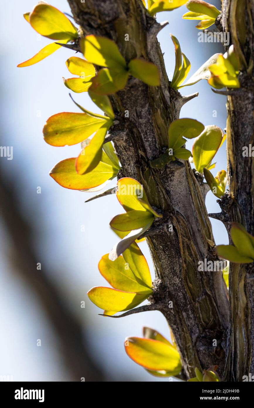 Ocotillo, Coachwhip, Jacob's Staff, Vine Cactus (Fouquieria splendens), Detail, Blätter im Backlight, USA, Arizona, Sonoran Stockfoto