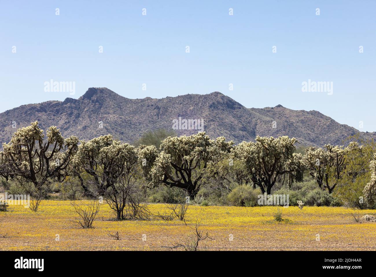 Teddybär-Cholla, Jumping Cholla, Silbercholla (Opuntia bigelovii, Cylindropuntia bigelovii), viele Teddybär-Chollas in der Sonora-Wüste mit Teppich Stockfoto