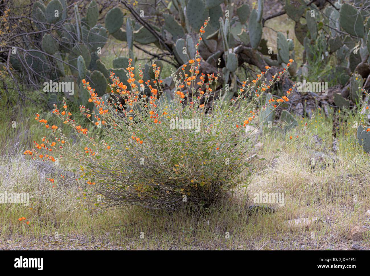 Wüstenmallow (Sphaeralcea ambigua), blühend, USA, Arizona, Sonoran Stockfoto