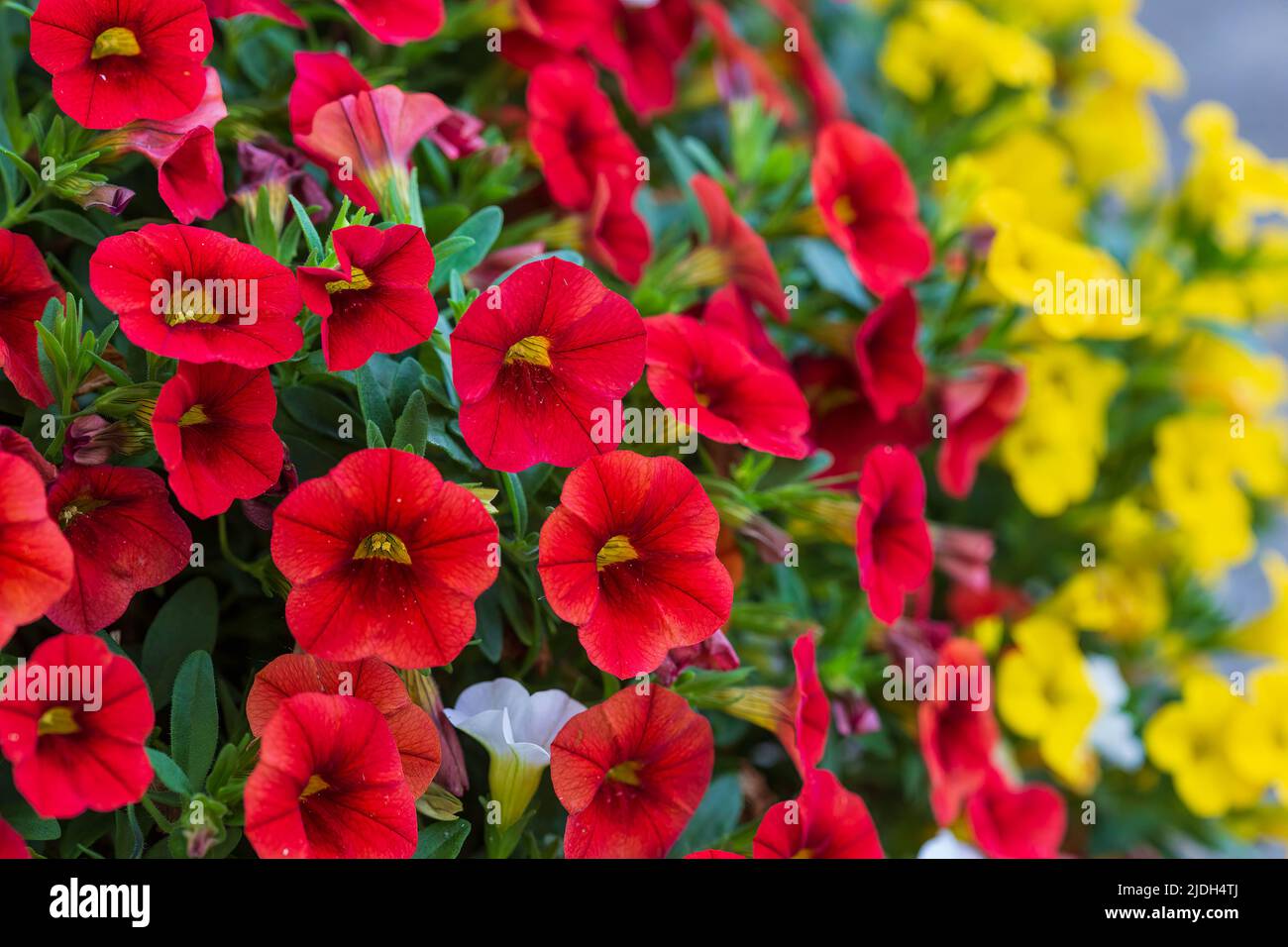 Nahaufnahme von roten und gelben Millionen Glocken Blumen wachsen dicker jeden Tag Stockfoto