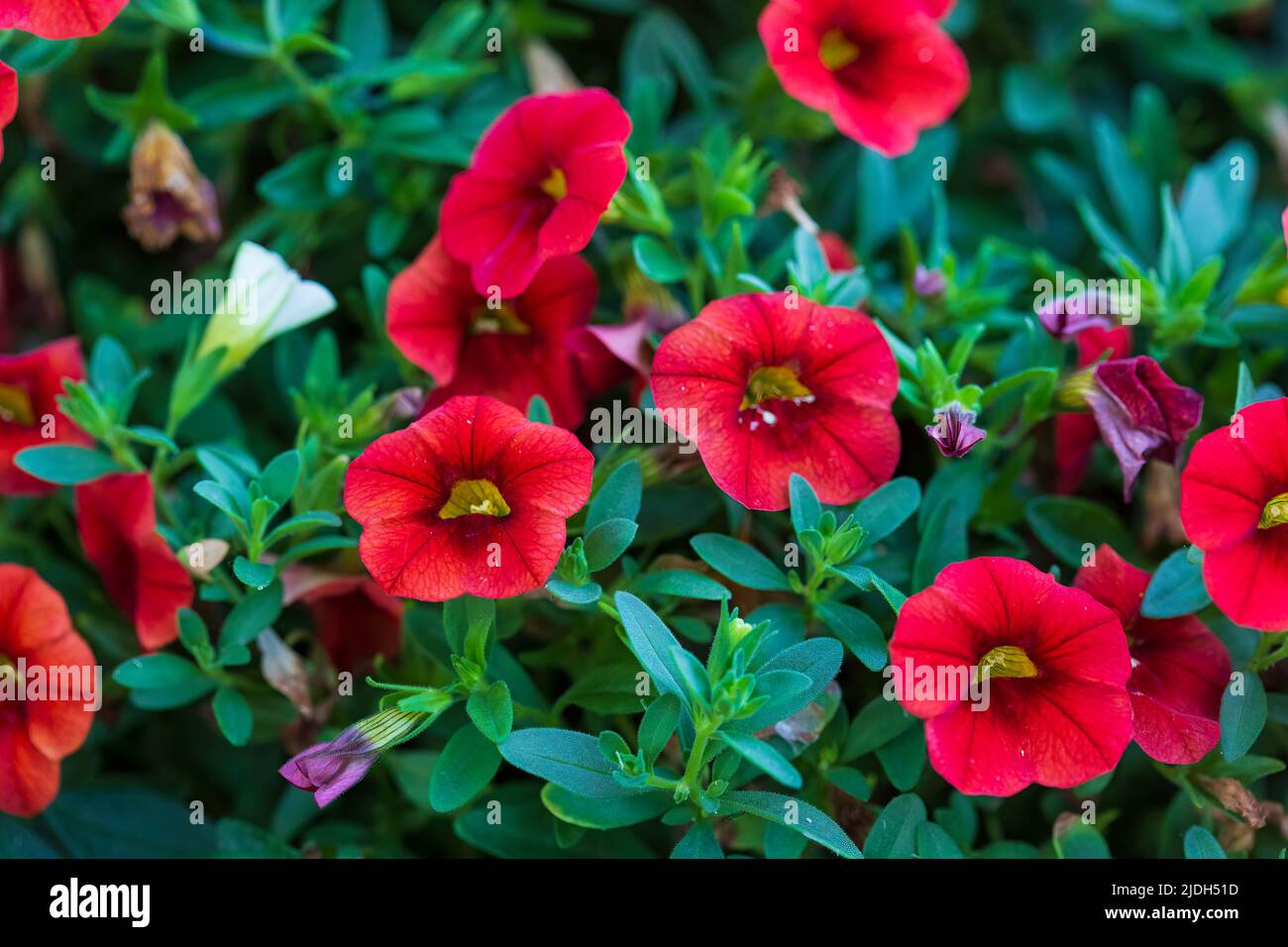 Nahaufnahme von roten Millionen Glocken Blumen wachsen dicker jeden Tag Stockfoto