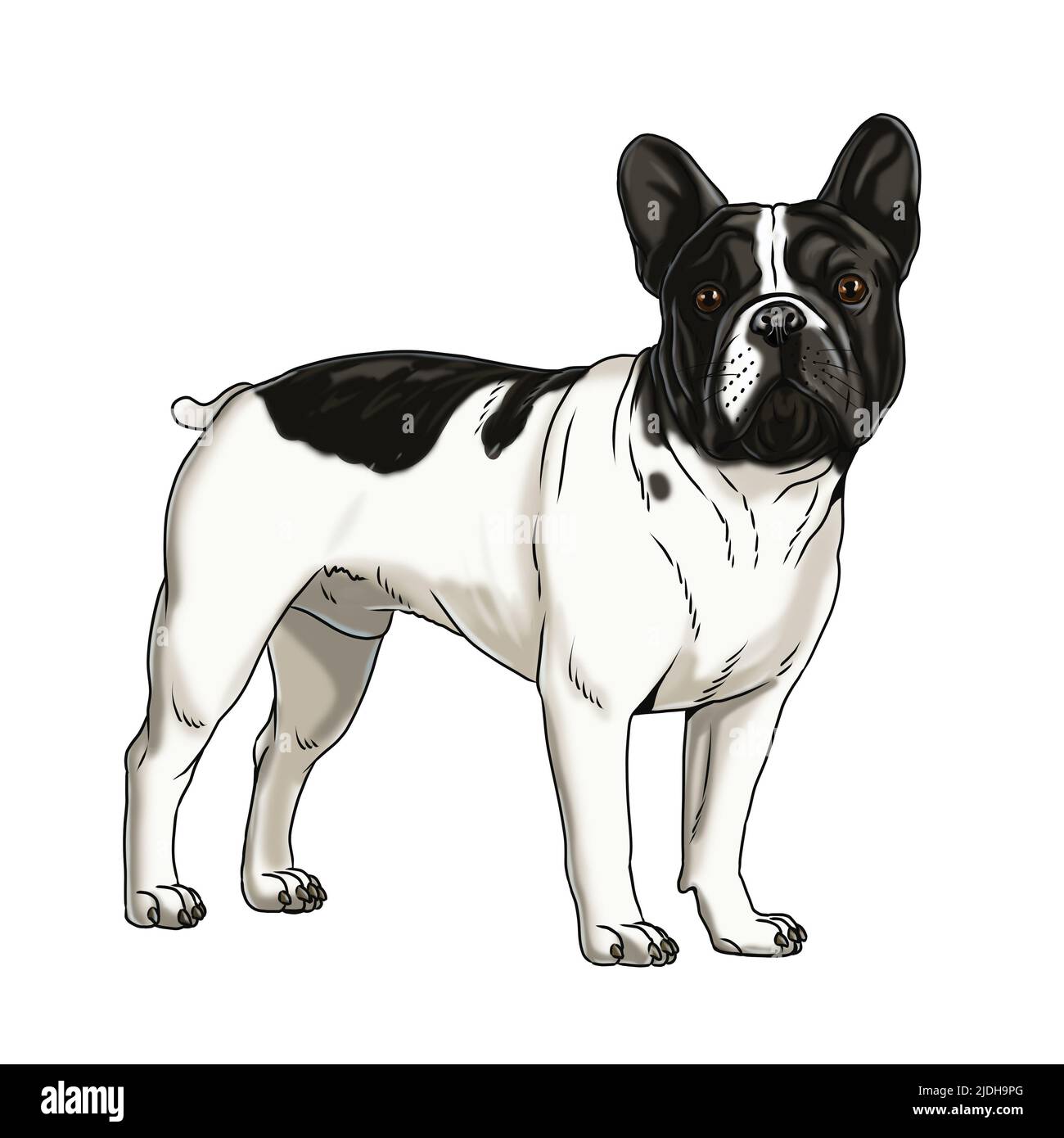 Niedliche französisch Bulldogge Zeichnung. Handgefertigte isolierte Illustration mit dem Hund. Stockfoto