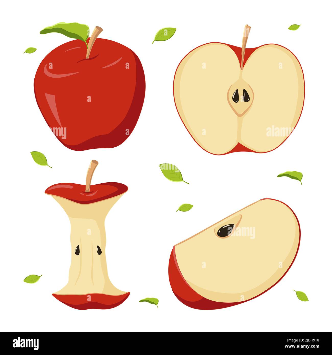 Ein Satz roter Äpfel in verschiedenen Positionen. Eine ganze Frucht, eine Hälfte, ein Kern. Vektorgrafik Stockfoto