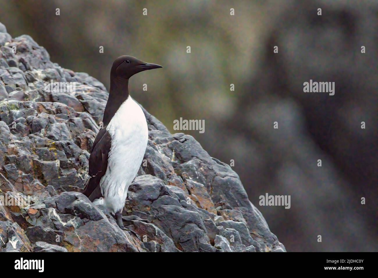 Dick Abgerechnet Murre Sorhamna Bjornya Svalbard Norwegen Stockfoto