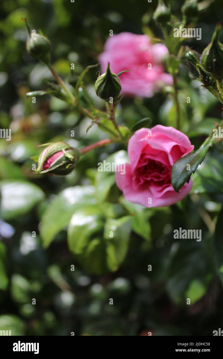 Rosa Rosen in Nahaufnahme. Foto der Königin der Blumen. Ein buschiger Baum mit rosa Blüten. Rosenknospen sind von grünen Blättern umgeben. Dornige Rosen. Stockfoto