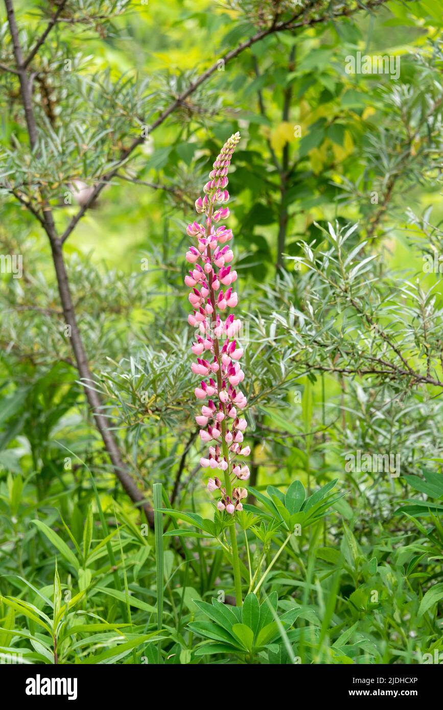 Rosa Lupine oder Wolfbohne, lateinischer Name Lupinus. Sommertag. Stockfoto