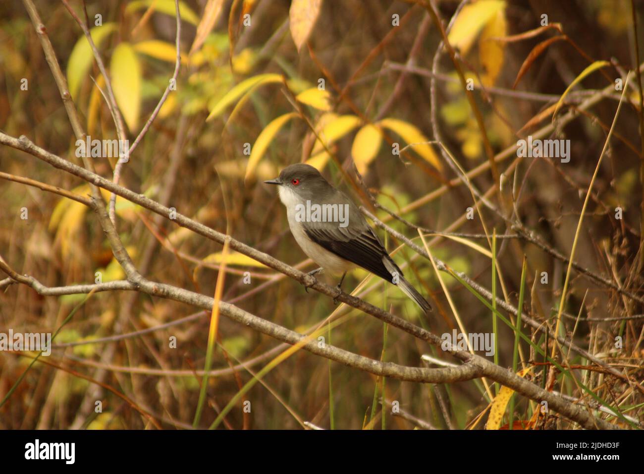 Rotaugen-Vogel am Herbstzweig Stockfoto