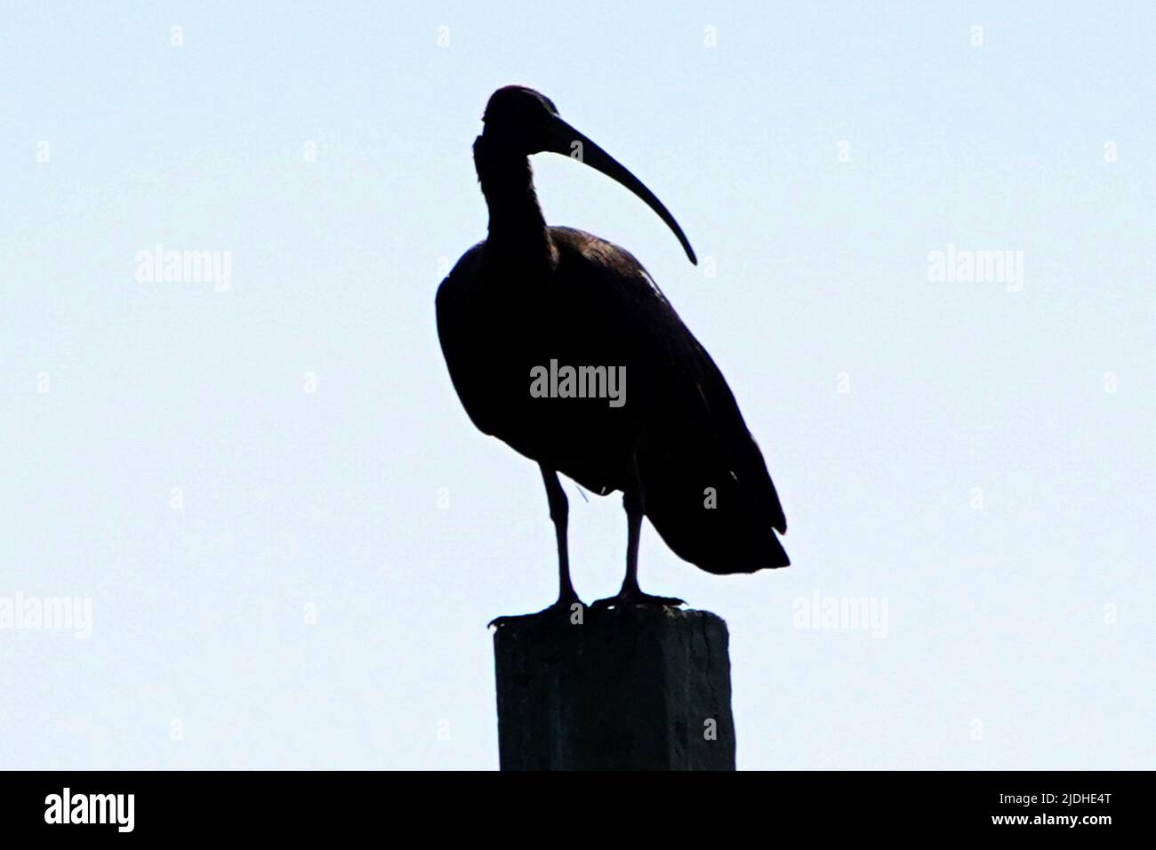 Ibis Wird Am 18. Juni 2022 An Einem Elektrischen Strommast Am Stadtrand Von Ajmer, Rajasthan, Indien, Gesehen. Foto von ABACAPRESS.COM Stockfoto