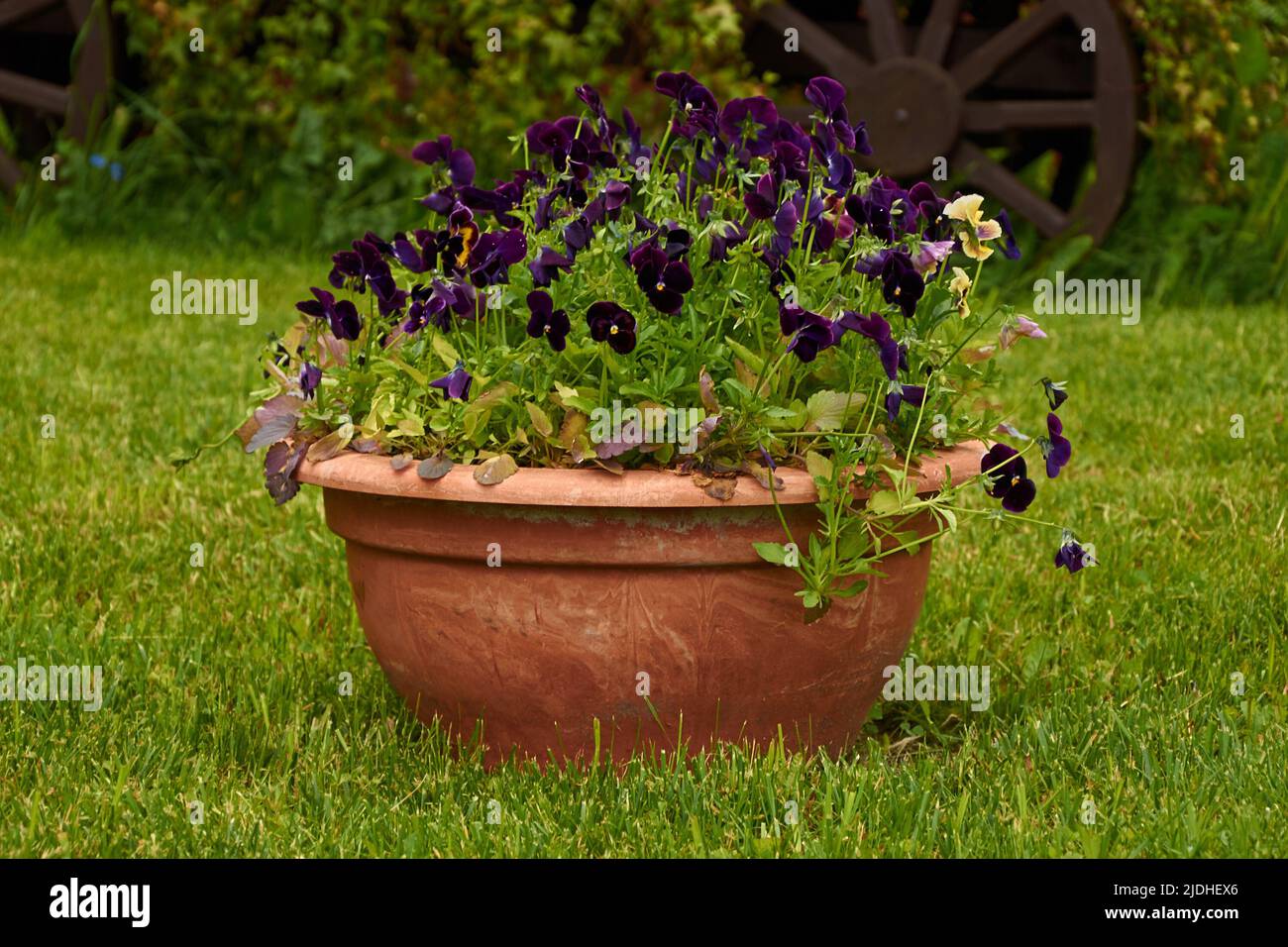 Ein Tontopf mit Stiefmütterchen auf dem Rasen Stockfoto