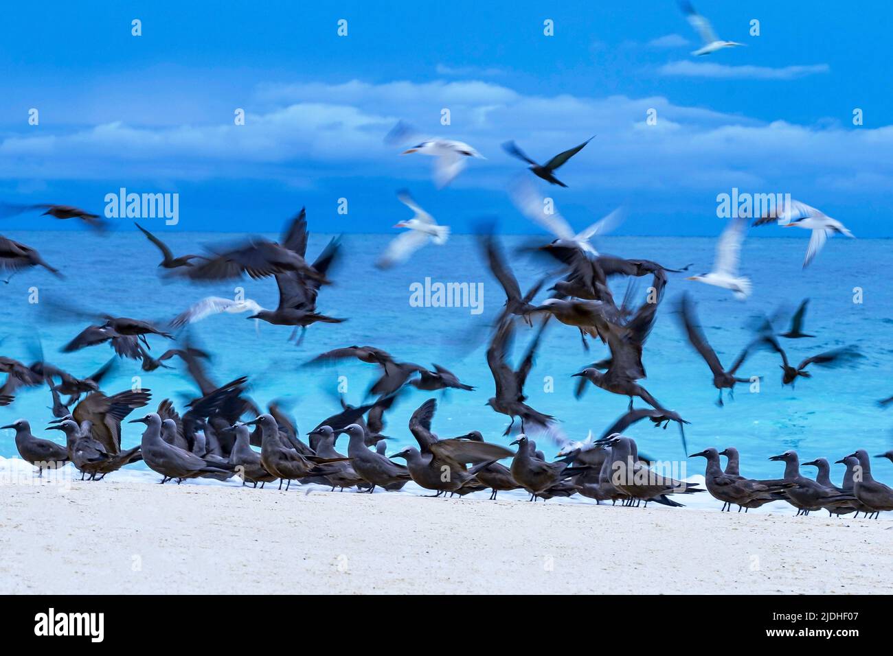 Tropische Vögel der Lagune von Mayotte Stockfoto