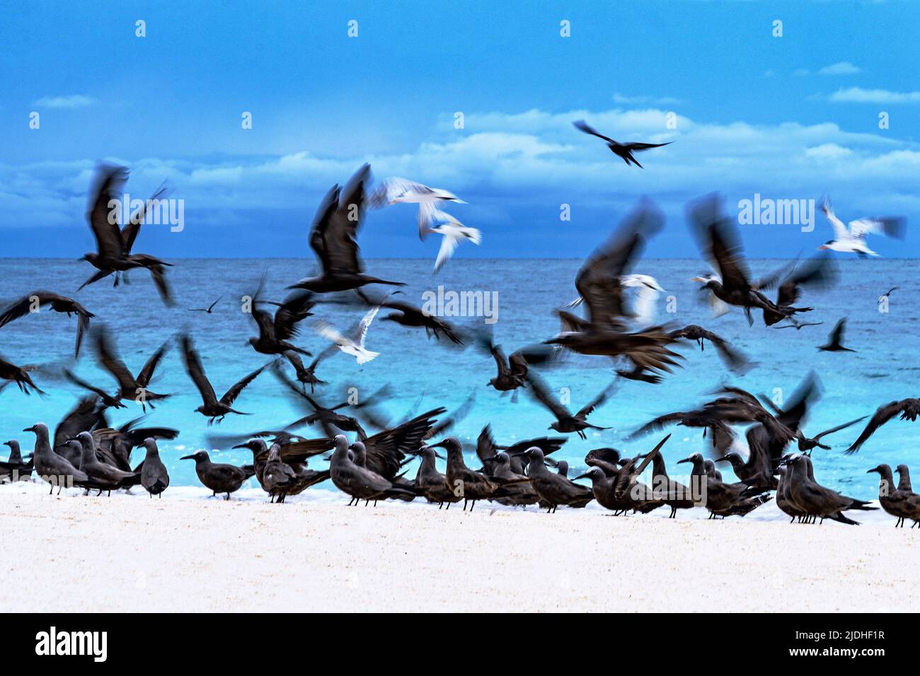 Tropische Vögel der Lagune von Mayotte Stockfoto