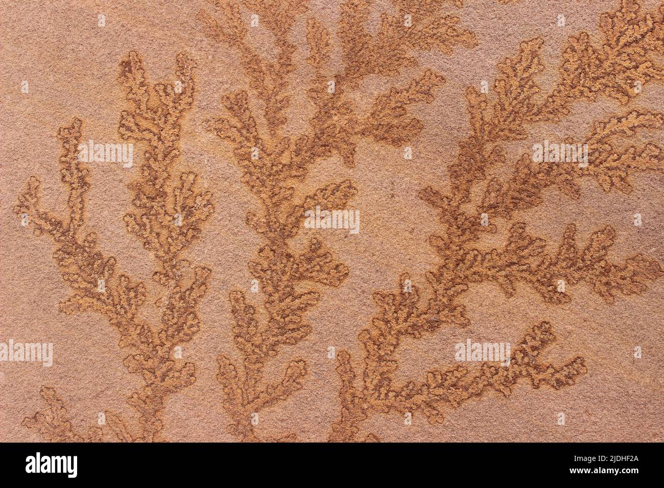 Dendritisches Muster Aus Sandstein Stockfoto