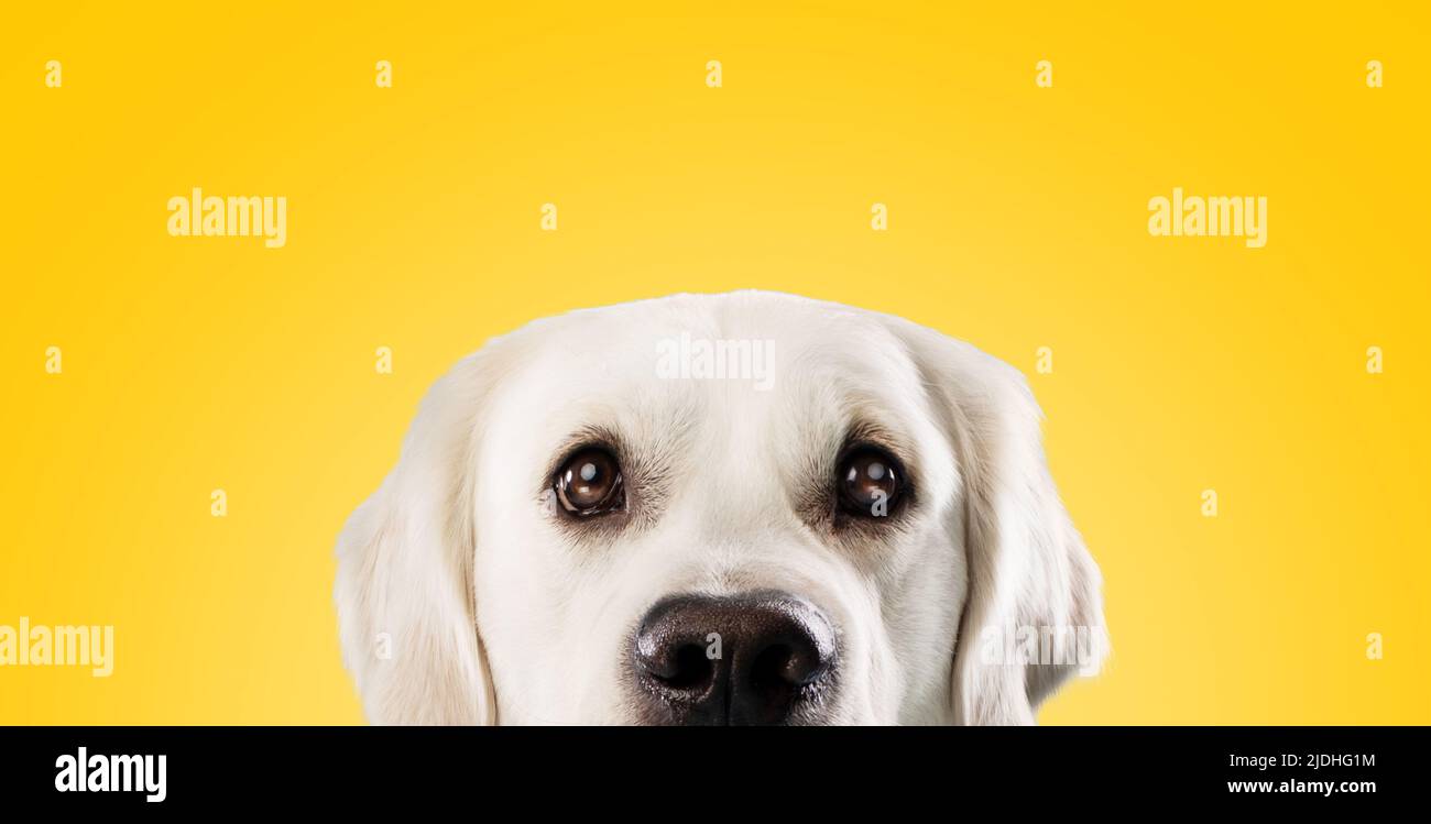 Ziemlich goldener Retriever Hund mit großen dunklen Augen gucken und Blick auf die Kamera über gelben Studio-Hintergrund, kopieren Raum Stockfoto