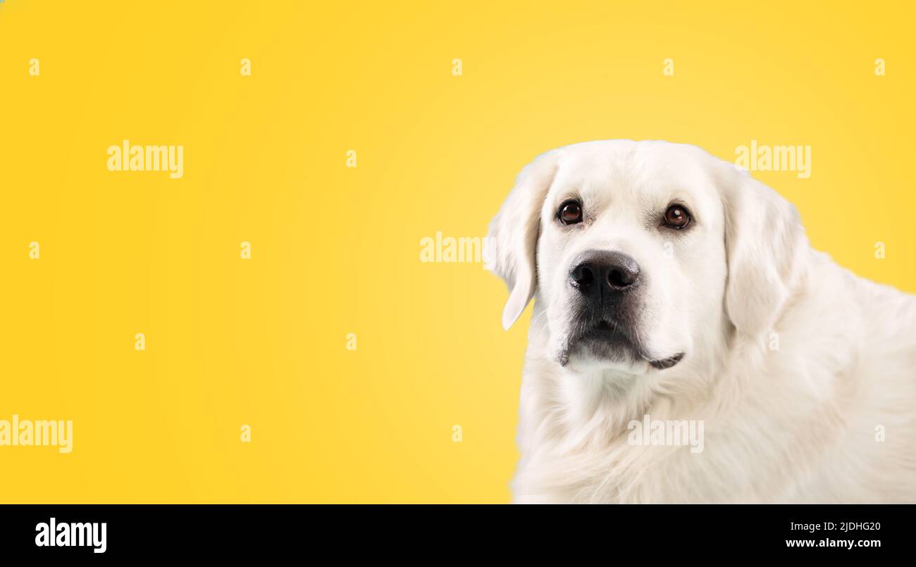 Porträt eines erwachsenen goldenen Retriever Hund isoliert auf gelben Studio-Hintergrund, Blick auf Kamera, Panorama mit freiem Raum Stockfoto