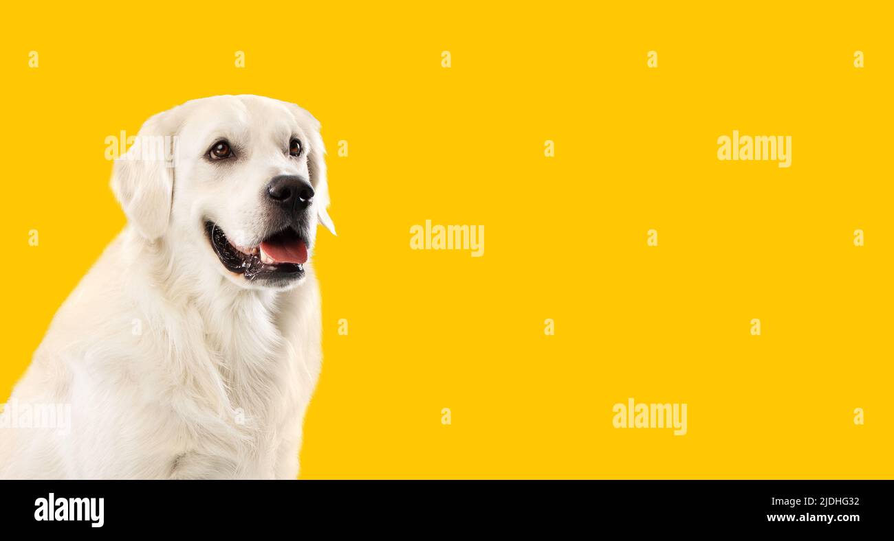 Erwachsener ruhiger goldener Retriever Hund lächelnd, sitzt mit offenem Mund über gelbem Studiohintergrund, Panorama mit freiem Platz Stockfoto