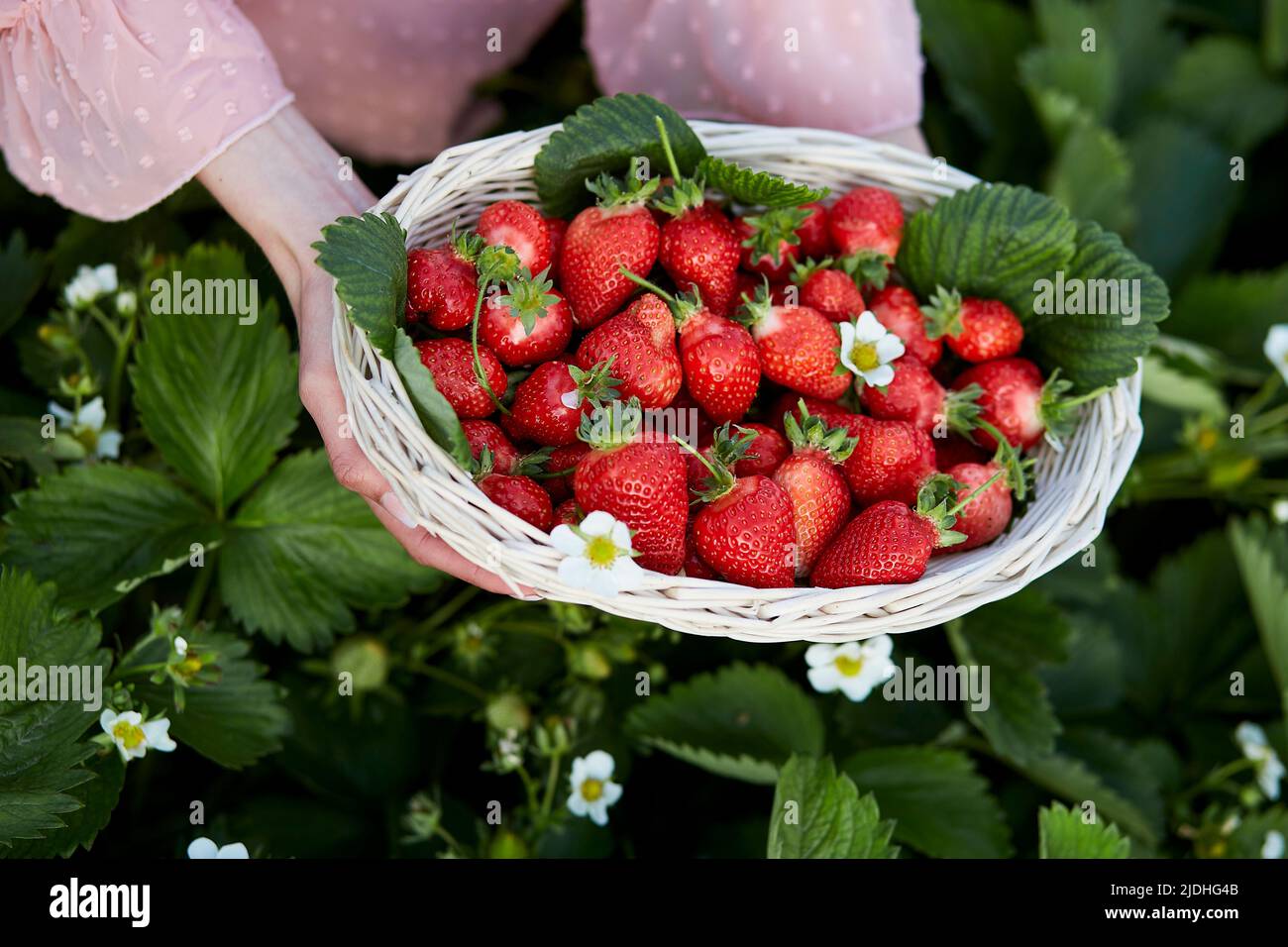 Die Frau erntet frische Erdbeeren im Gewächshaus. Lokale Unternehmen. Korb mit frischen Bio-Beeren - gesunde Ernährung Erdbeere. Auf dem Land, genießen Sie die kleinen Dinge, Natur Kern Lebensstil Stockfoto