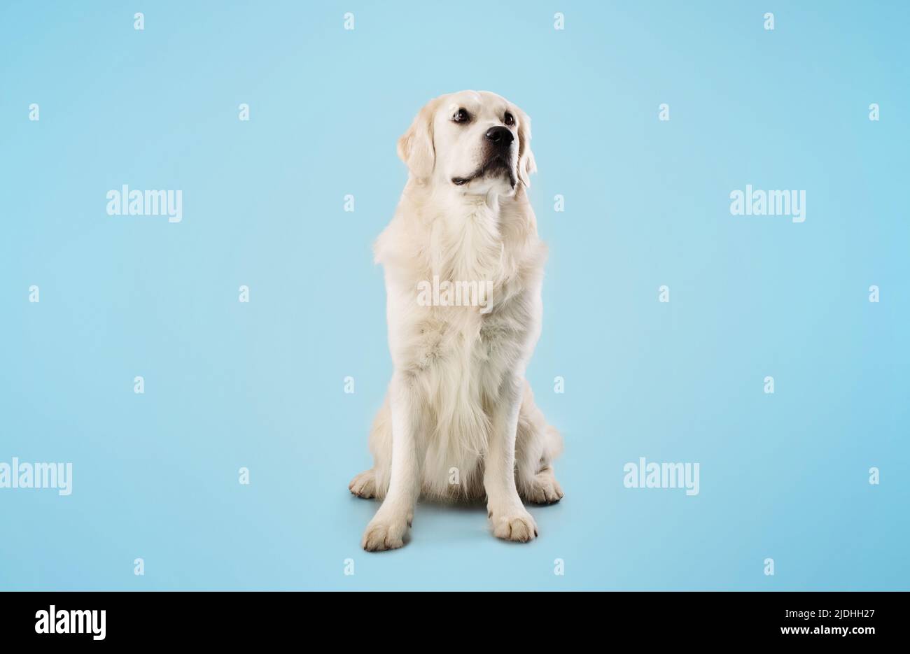 Portrait von goldenem Retriever Hund, der auf dem Boden isoliert auf blauem Studiohintergrund sitzt, das Tier ruht und wegschaut Stockfoto