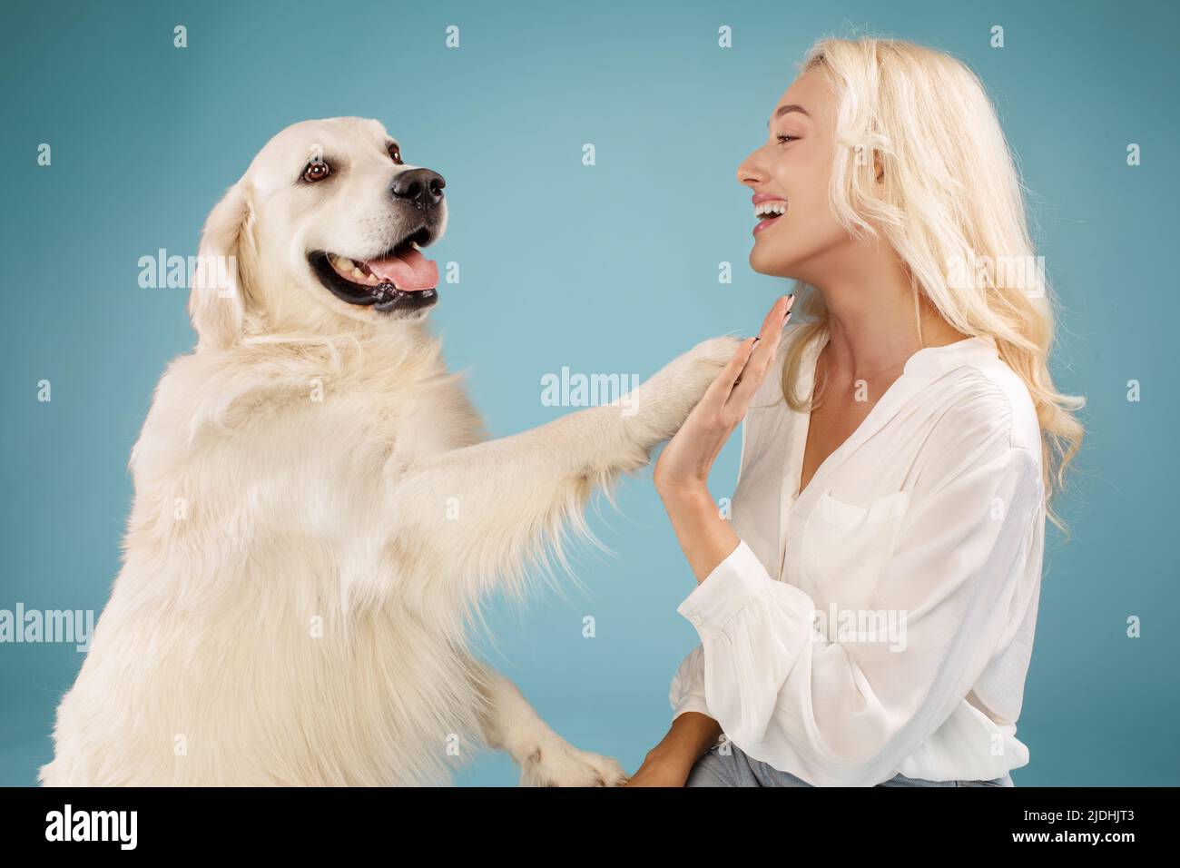 Kontaktkonzept. Frau, die ihrem Hund neue Befehle beibrachte, labrador gab seiner Besitzerin Pfote, blauer Hintergrund Stockfoto