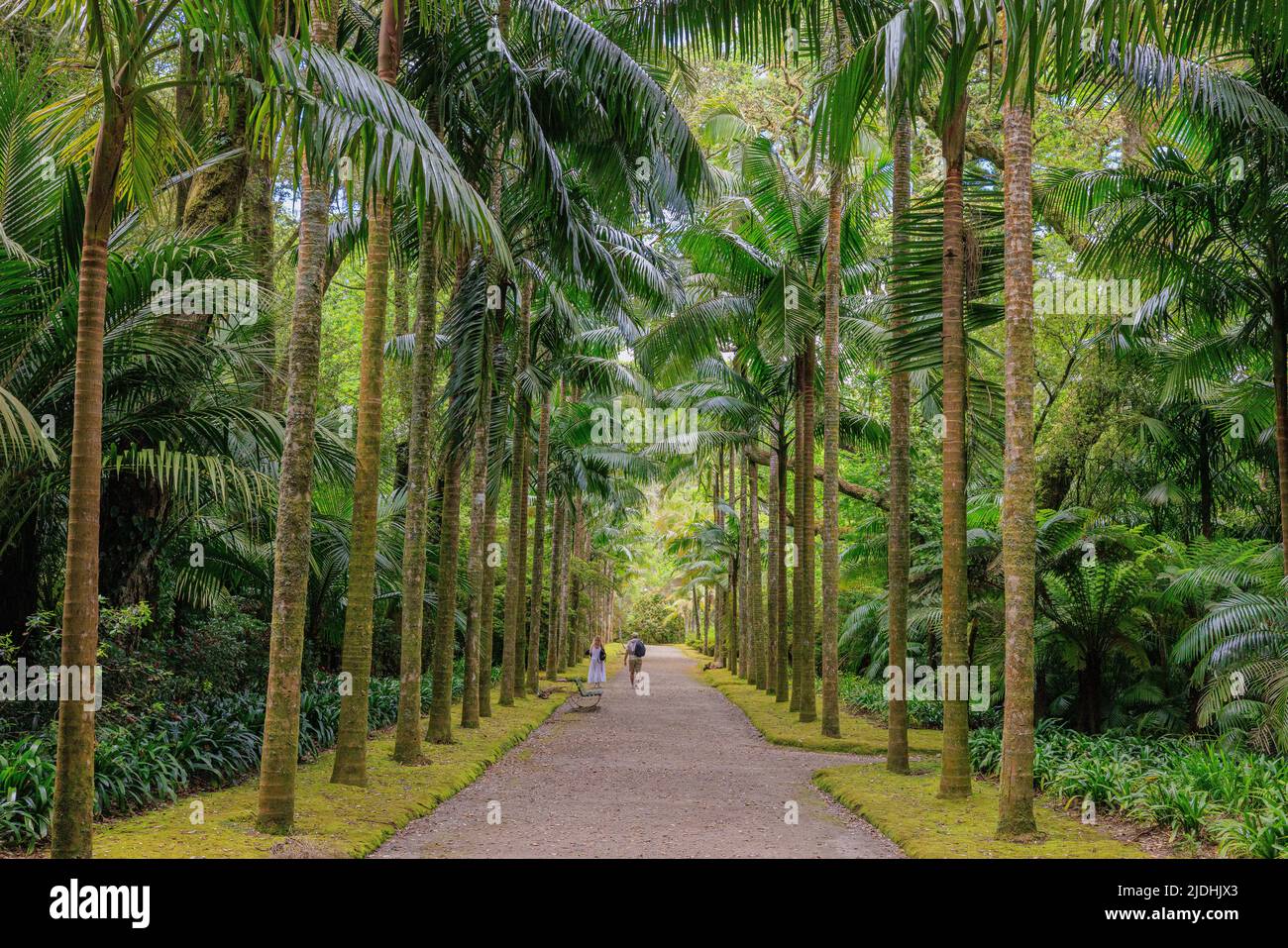 Genießen Sie einen ruhigen Spaziergang entlang einer von Bäumen gesäumten Allee in den Terra nostra Gärten von furnas sao miguel azores Stockfoto