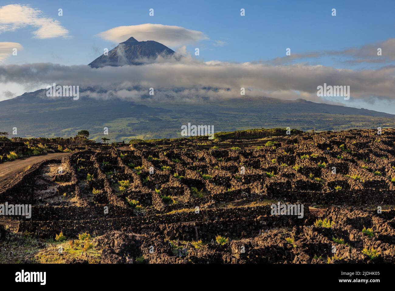 Die Reben wachsen in schwarzen, von vulkanischem Gestein umgebenen Gehegen an den unteren Hängen des Mount Pico, dessen Gipfel über einer Kette von Wolken emporragt Stockfoto