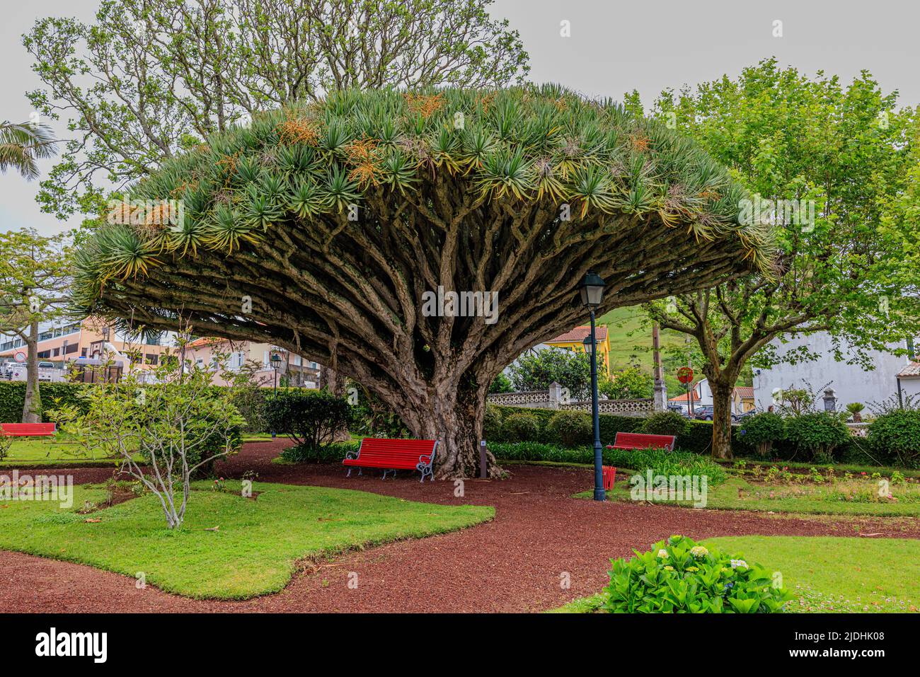 Die sich ausbreitenden Äste eines riesigen, schirmförmigen Drachenbaums geben willkommenen Schatten in jardim de florencia Terra auf den horta azoren Stockfoto