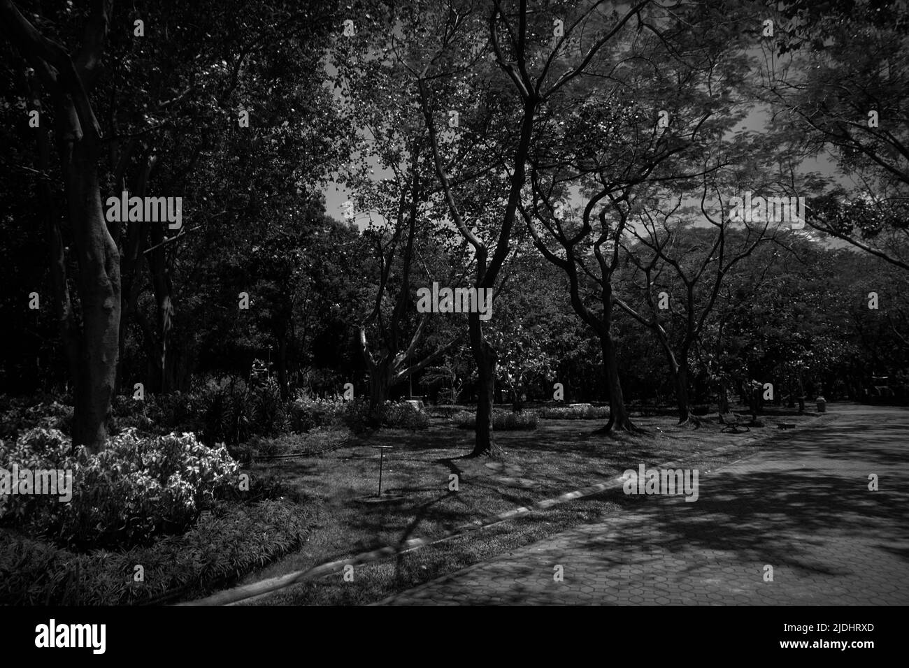 Schwarz und weiß, die Atmosphäre im Park hat schöne Blumen und Pflanzen Stockfoto