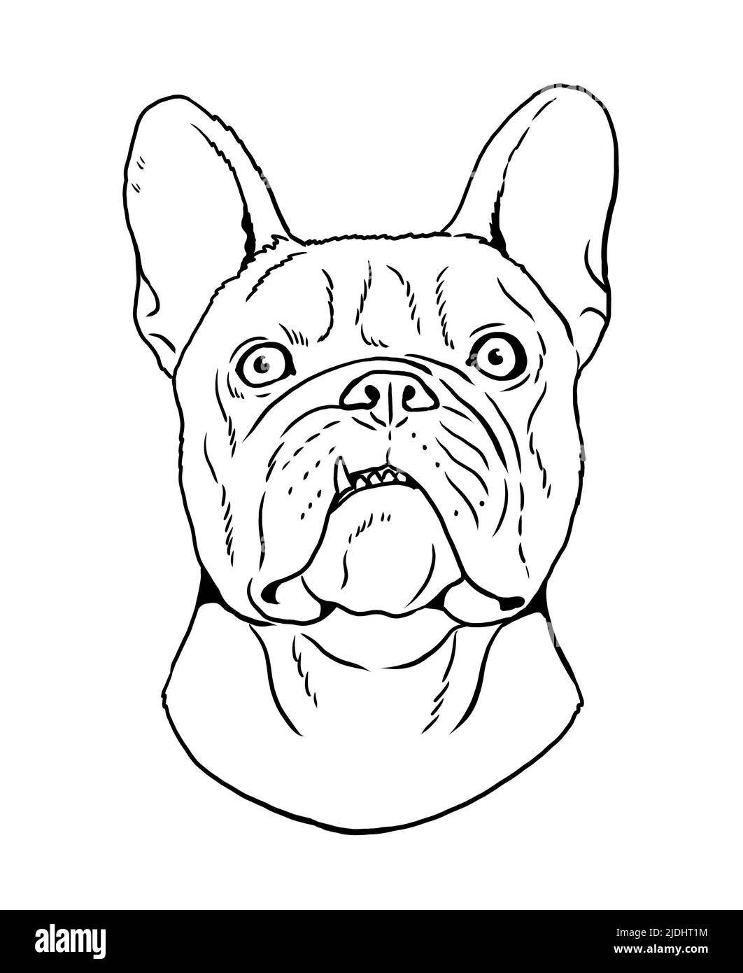 Niedliche französisch Bulldogge Zeichnung. Handgefertigte isolierte Illustration mit dem Hund. Stockfoto