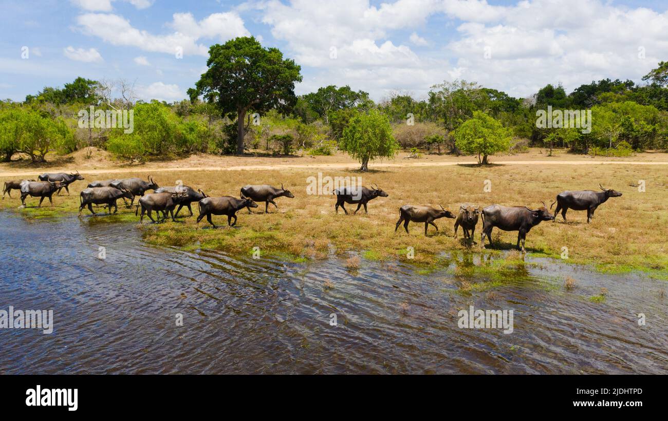 Draufsicht auf wilde Tiere und Vögel in ihrem natürlichen Lebensraum. Kumana Nationalpark. Sri Lanka. Stockfoto