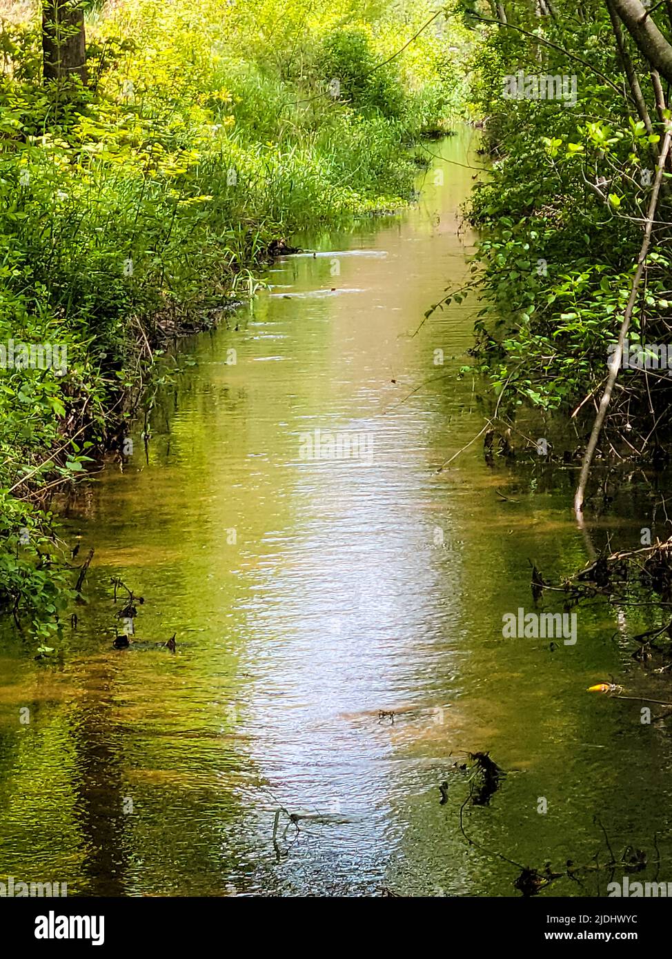 Sauberes Wasser in einem Waldbach mit Sonneneinstrahlung Stockfoto