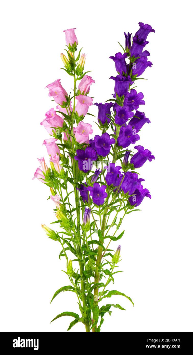 Campanula mittlere Blüten isoliert auf weißem Hintergrund. Bouquet von Canterbury Glocken oder Glockenblume Stockfoto