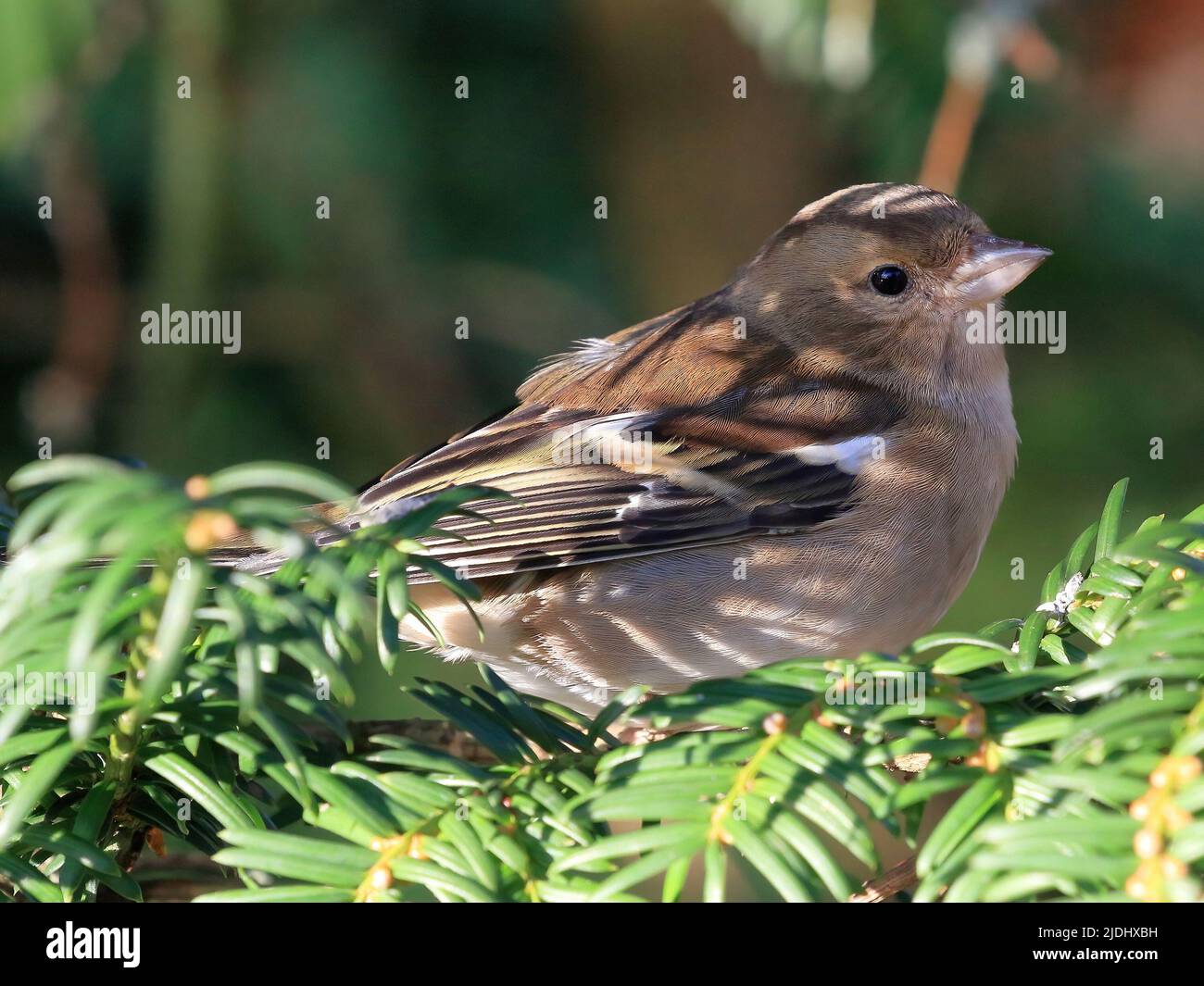 Ein weiblicher gewöhnlicher Chaffinch (Fringilla coelebs) Stockfoto
