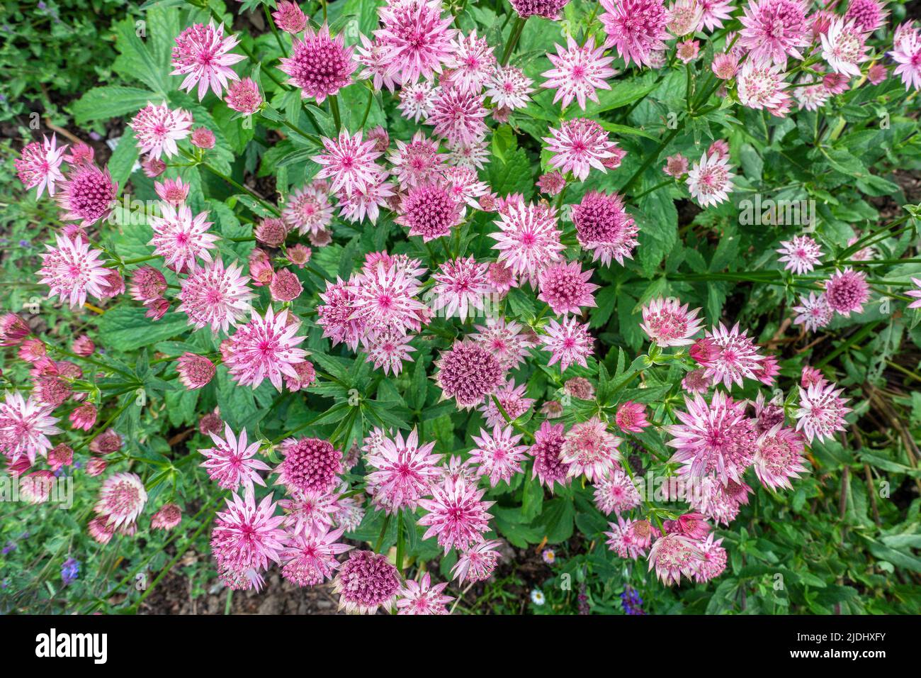 Astratia, Major, britische Ureinwohner, rosa Blume Stockfoto