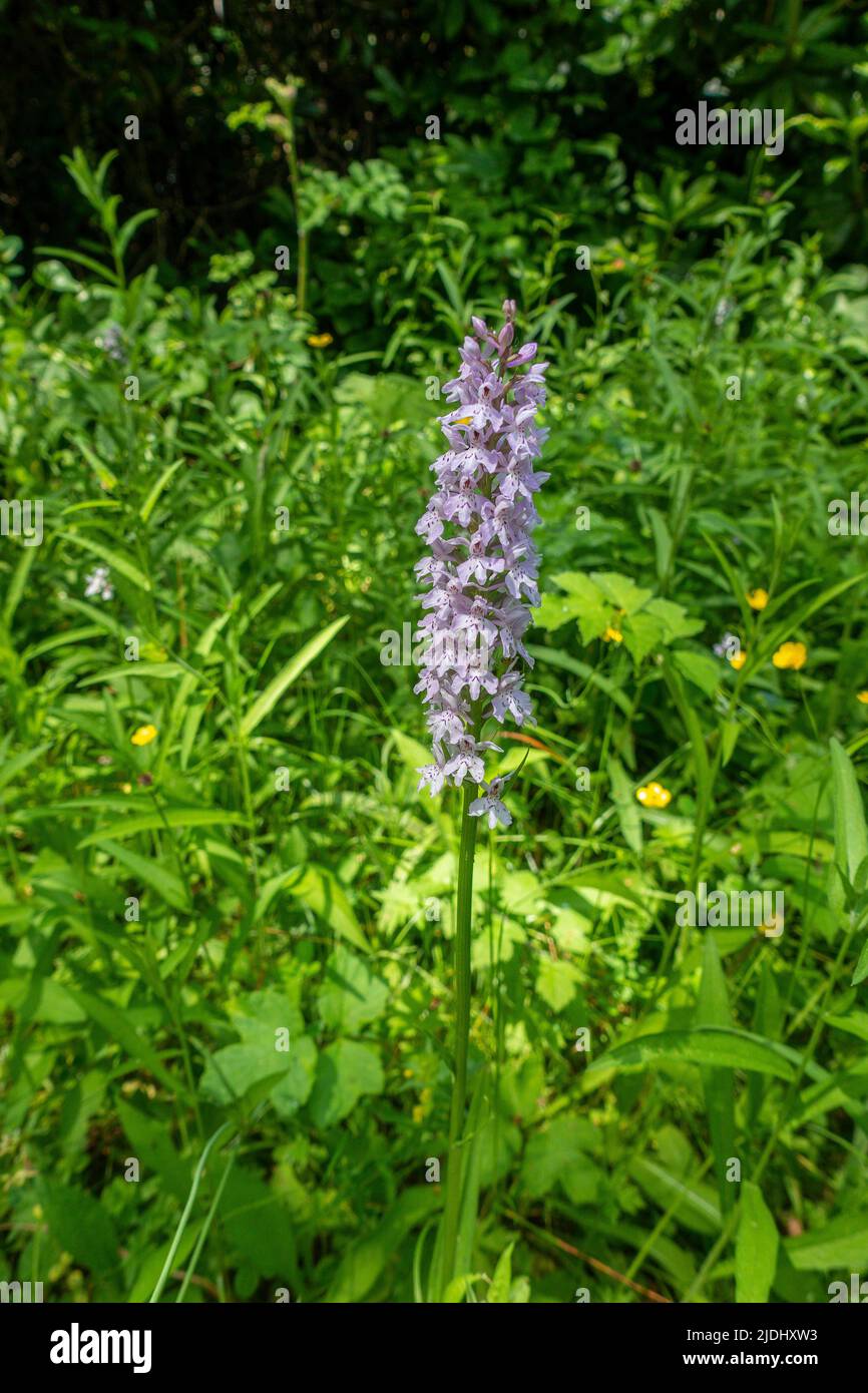 Wild, Orchidee, Gemeine Spotted (Dactylorhiza fuchsii), kentische Landschaft Stockfoto