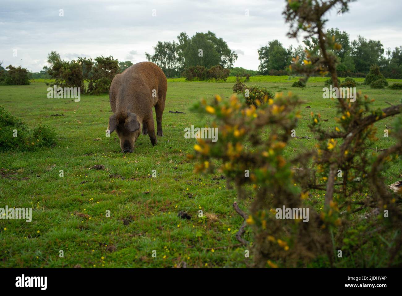 New Forest Schweine wandern auf dem gemeinsamen Land und ernähren sich auf Gras im kanadischen Common Hampshire UK. Stockfoto