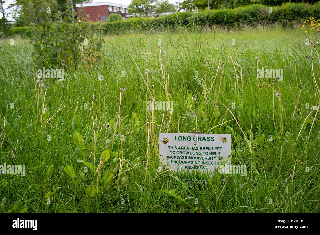 Das lang bewachsene Gras im Stadtpark von Salisbury bleibt ungeschnitten, um die Artenvielfalt zu erhöhen. Mit Informationsschild zur Erklärung für die Öffentlichkeit. Stockfoto