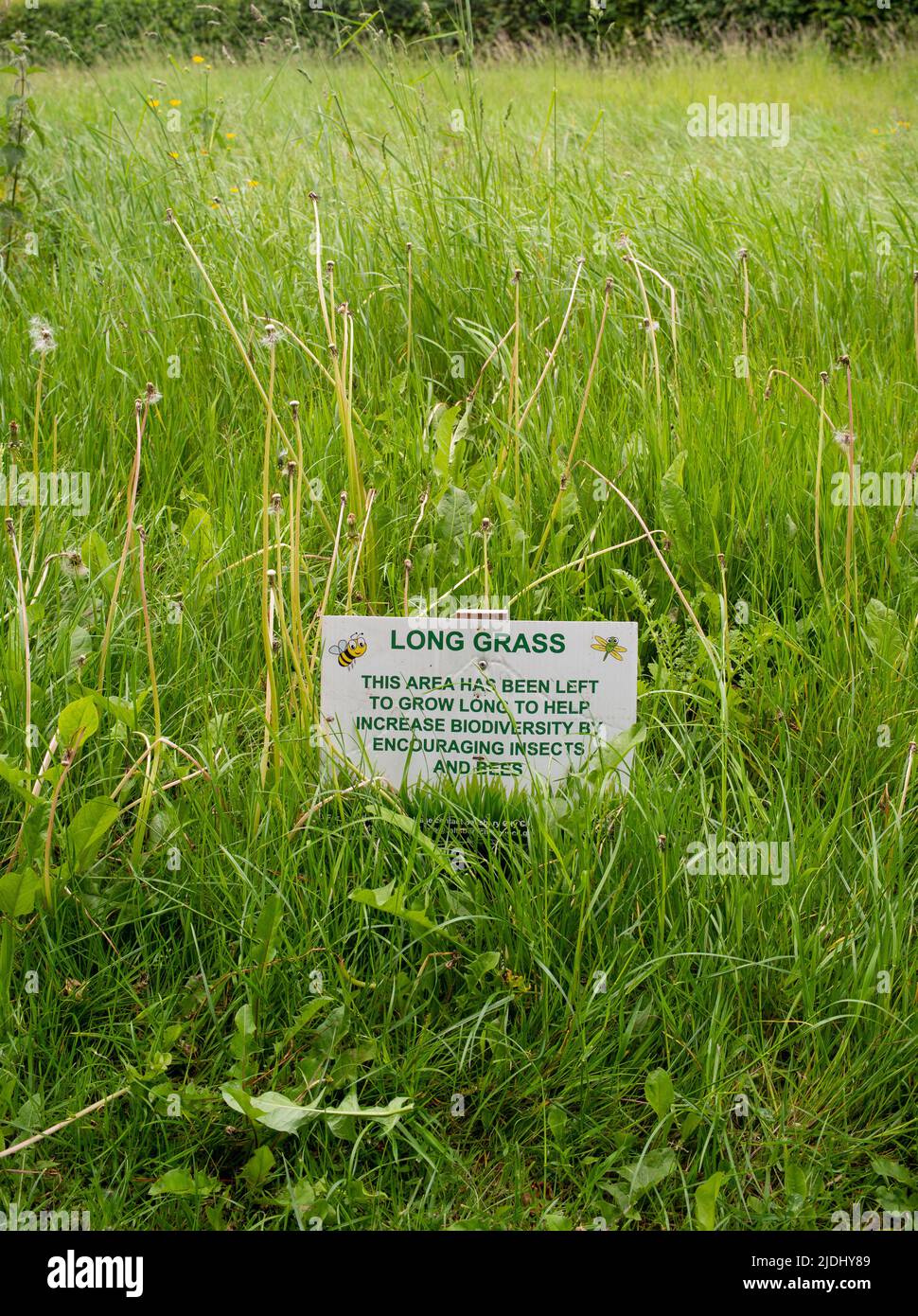 Das lang bewachsene Gras im Stadtpark von Salisbury bleibt ungeschnitten, um die Artenvielfalt zu erhöhen. Mit Informationsschild zur Erklärung für die Öffentlichkeit. Stockfoto