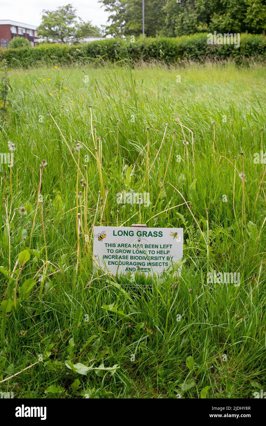 Das lang bewachsene Gras im Stadtpark von Salisbury bleibt ungeschnitten, um die Artenvielfalt zu erhöhen. Mit Informationsschild zur Erklärung für die Öffentlichkeit. Stockfoto