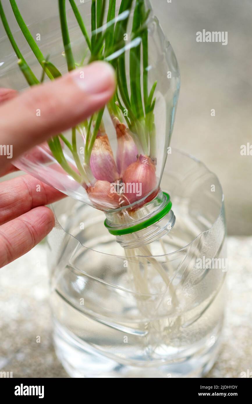 Pflanzen, Schalotten in Wasser mit wiederverwendbare Plastikflasche anbauen, Verbreitung im Wasser-Konzept. Stockfoto