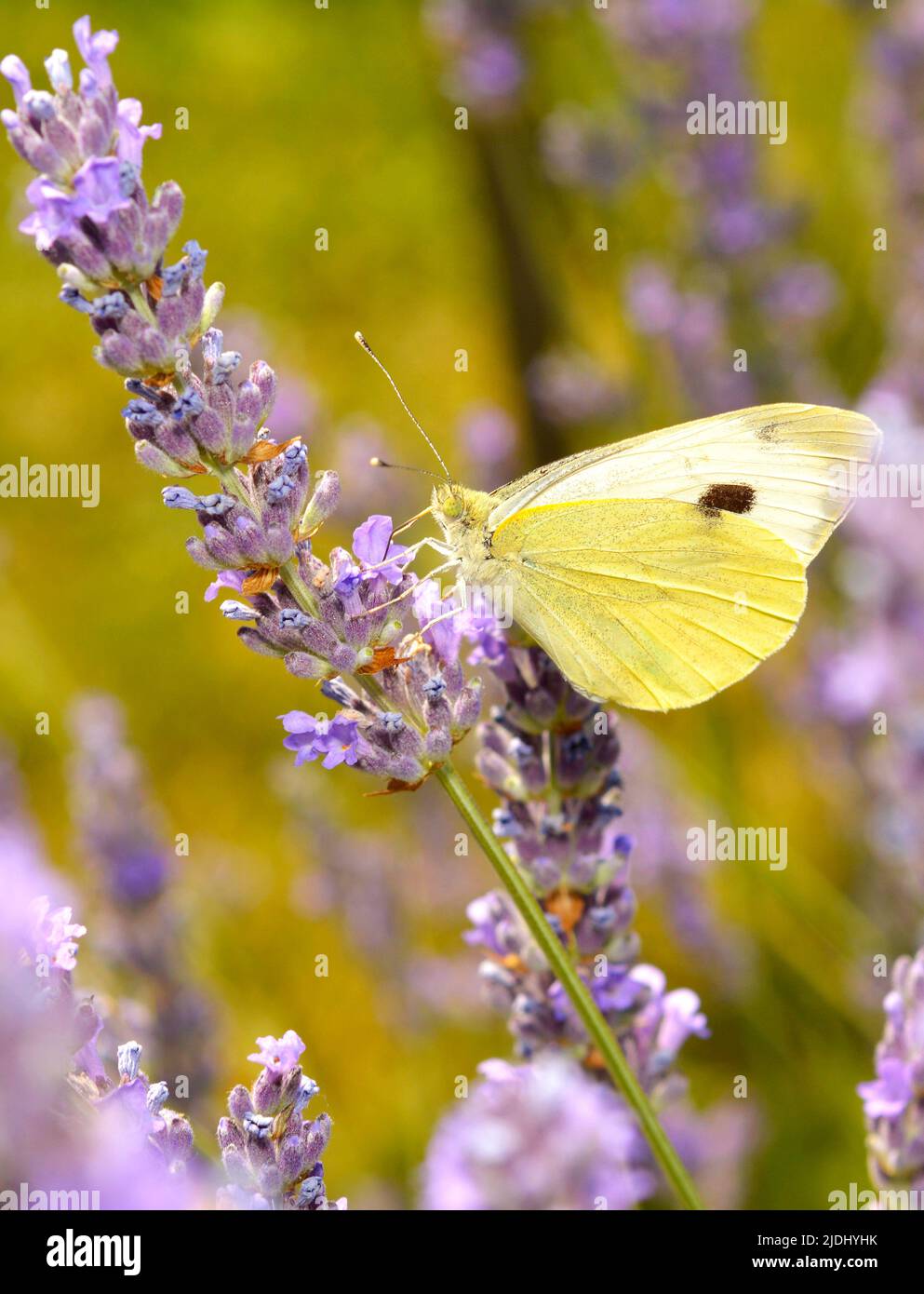 Nahaufnahme eines Schmetterlings, der eine Lavendelblüte bestäubt. Schmetterling auf blauer Lavendelblüte. Stockfoto