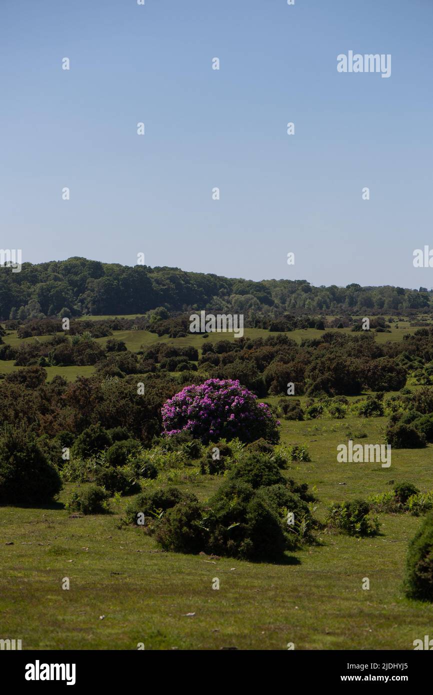 Rhododendron ponticum ist eine etablierte, nicht-einheimische invasive Art innerhalb Großbritanniens, die auf diesem Bild als eineinziger Busch zwischen den Gorsen im New Forest zu sehen ist. Stockfoto