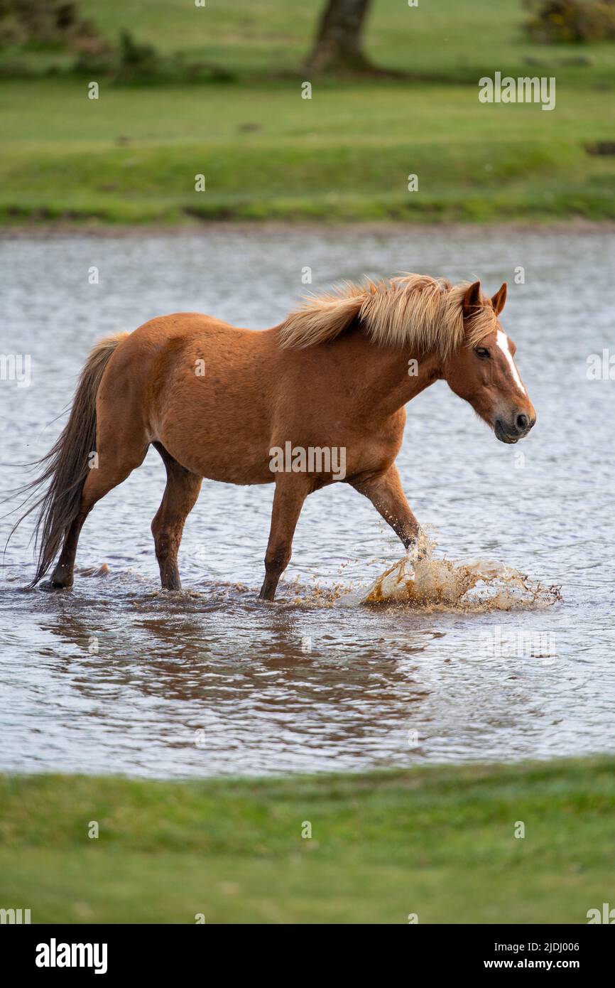 Im Sturtmoor-Teich am Canada Common am Rande des Nationalparks New Forest kühlt ein neuer Waldhengst von der Hitze ab. Stockfoto