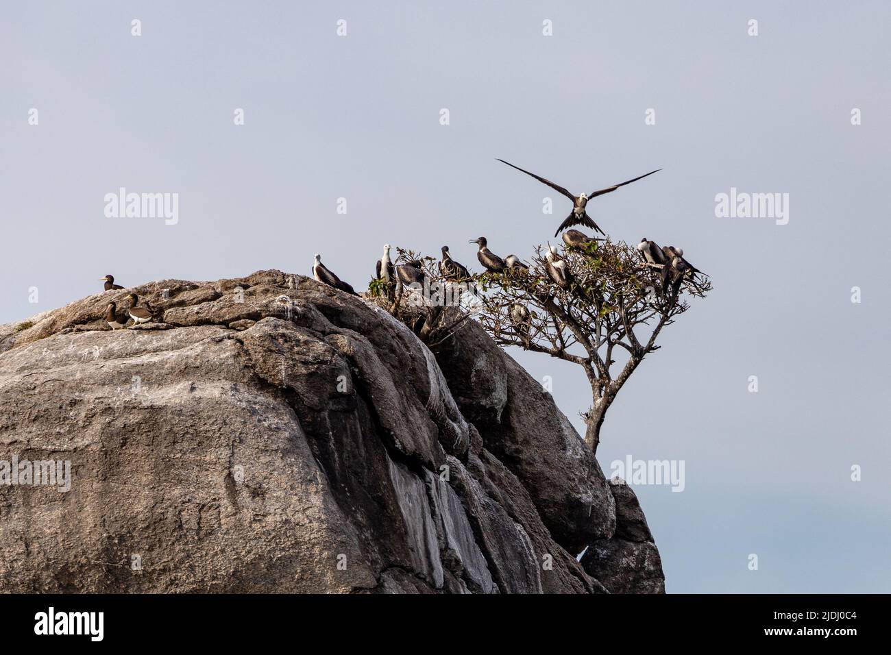 Möwen brüten über der Klippe am Meer. Stockfoto