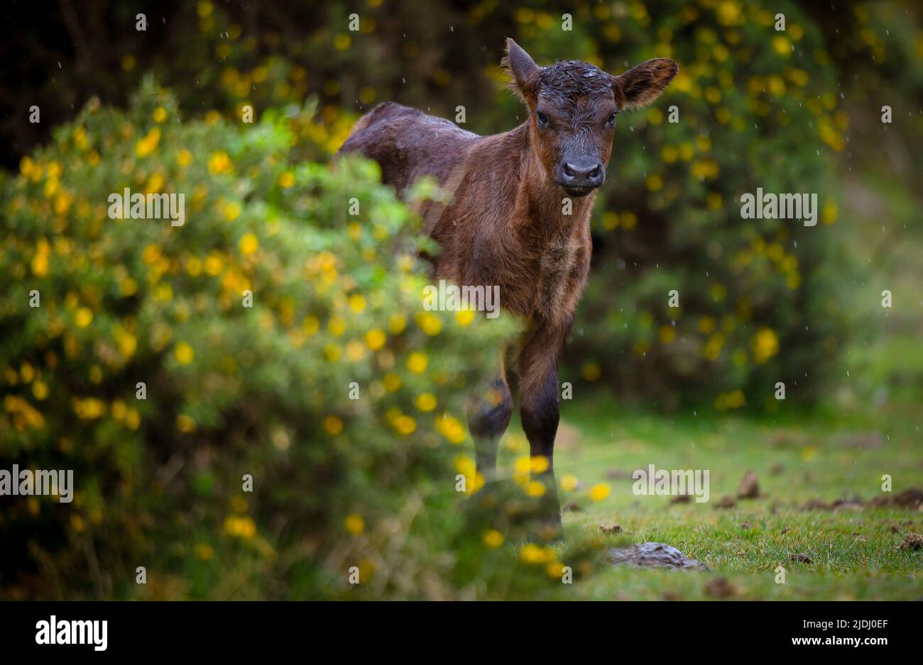 Baby braune Kuh ( Kalb ) frei Roaming im New Forest Nationalpark Hampshire England zwischen den blühenden gelben Ginster Sträucher. Stockfoto