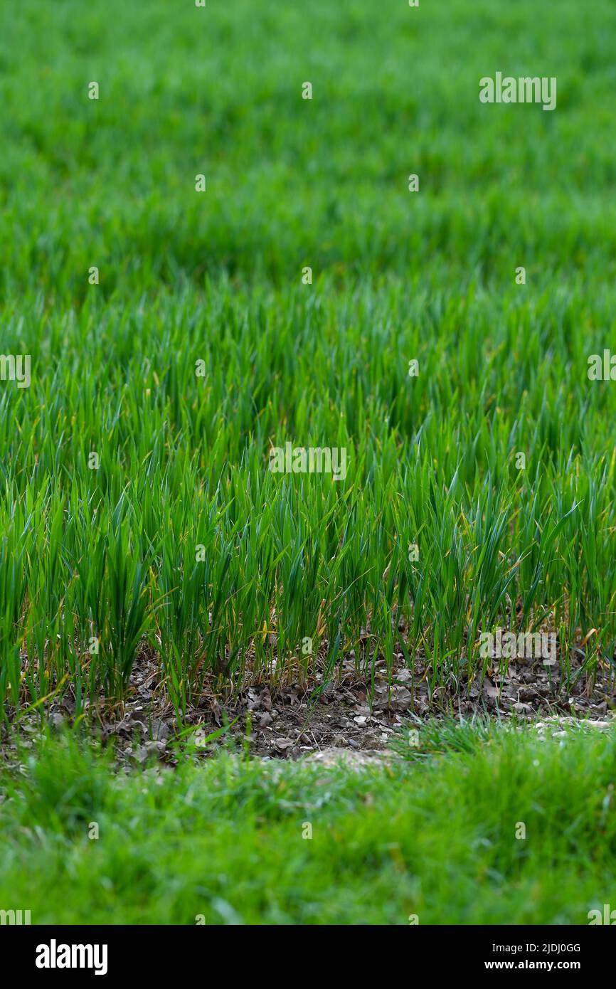 Nahaufnahme von Newley-Pflanzen, die aus dem Boden wachsen und auf einem Farmer-Feld mit Kopierfläche wachsen Stockfoto